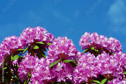 Rhododendron