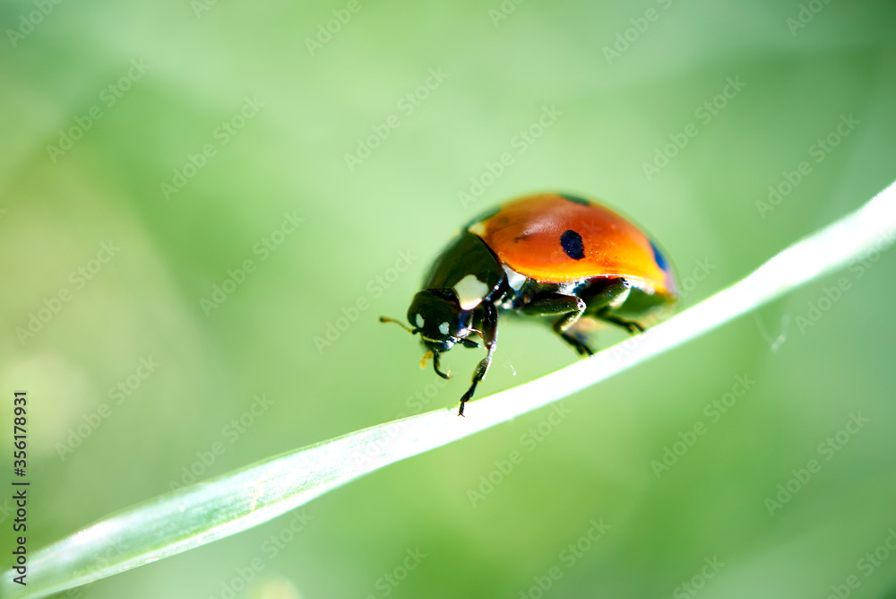 Fototapeta premium Ladybird