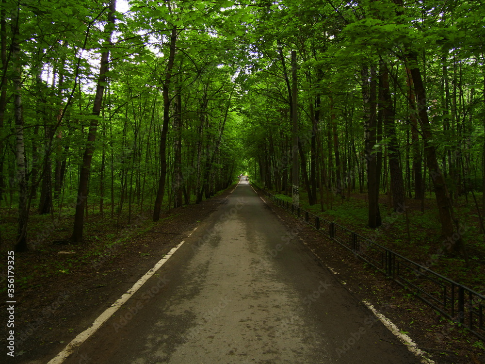 Obraz premium road forest