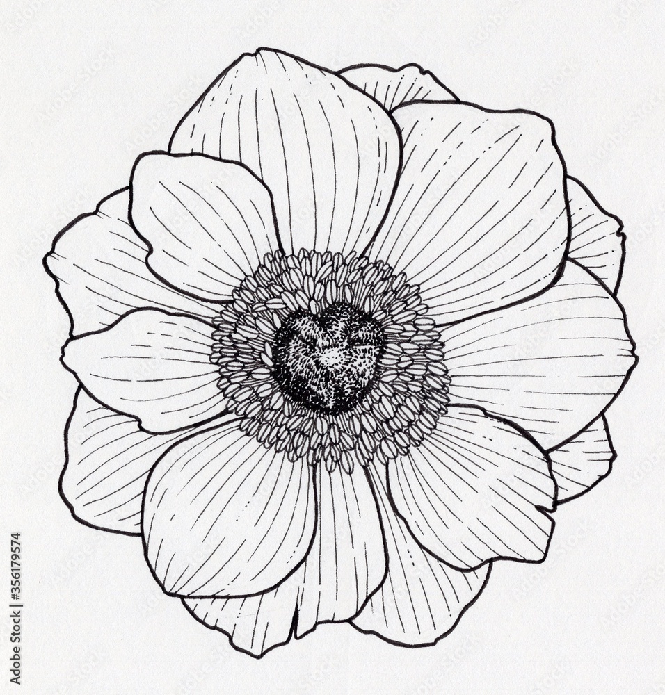 Hand drawn Anemone isolated on white background. Windflower. Ranunculacaea. Botanical illustration.