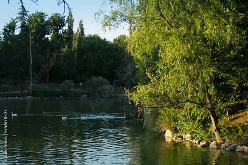 krajobraz park ziele   woda natura