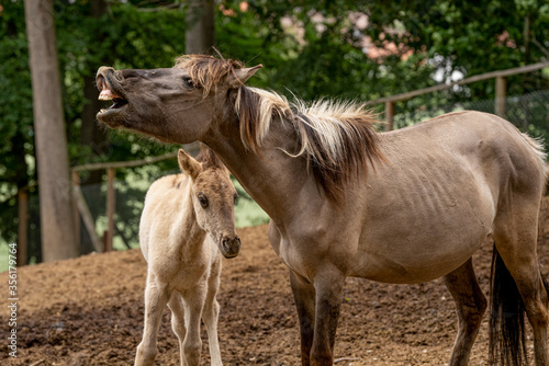 Wildpferd im Wildpark Knüll