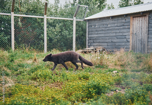 Black arctic fox in the pen. Iceland, Sudavik. Arctic fox centre. photo