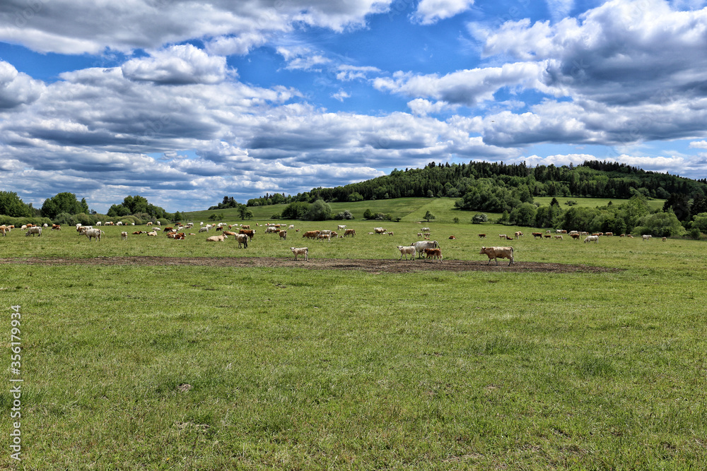 Pasture of cow herd on green pasture by forests on cloudy day