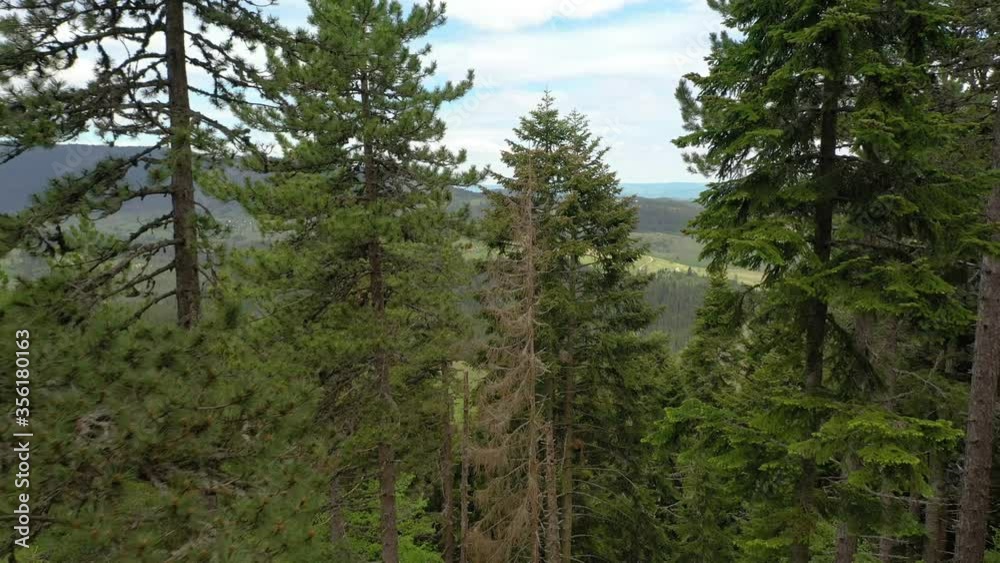 Beautiful peaceful pine forest. Thru Pine forest. Survival in the Forest. Returning to Nature. Life in the wild Beautiful peaceful pine forest. Thru Pine forest. Survival in the Forest. Returning to Nature. Life in the wild
