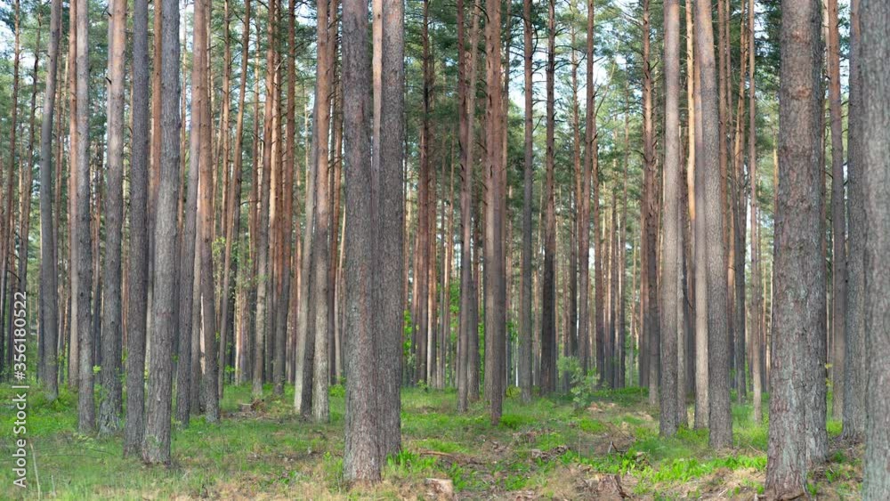 The wind in the forest shakes the pines The wind in the forest shakes the pines