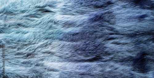 Purple Red fox fur as a texture and background