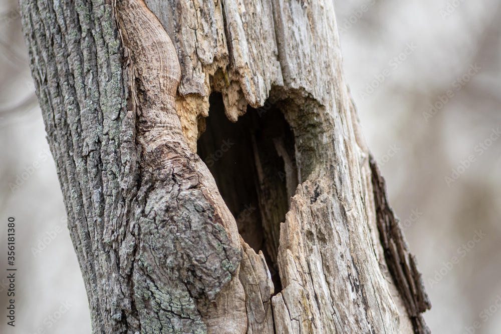 An old hollow maple tree in the forest with grey coloured bark. There's a hole in tree in the shape or pattern of a heart. A bird has worn a hole in the textured tree's trunk timber to nest. An old hollow maple tree in the forest with grey coloured bark. There's a hole in tree in the shape or pattern of a heart. A bird has worn a hole in the textured tree's trunk timber to nest.
