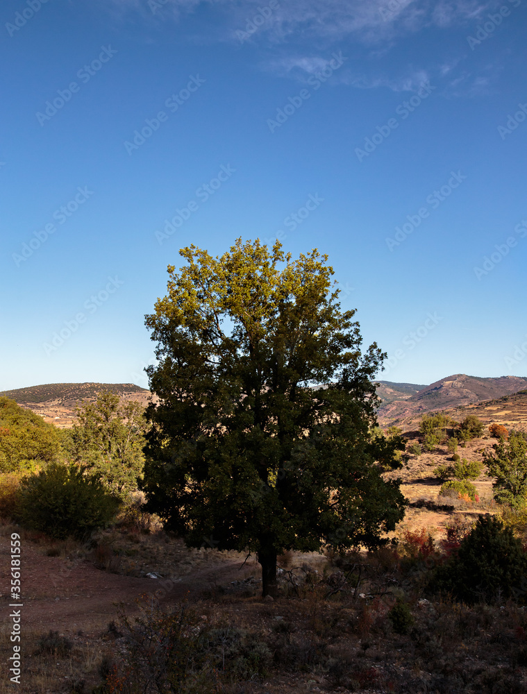 Fototapeta premium Otoño en Albarracín