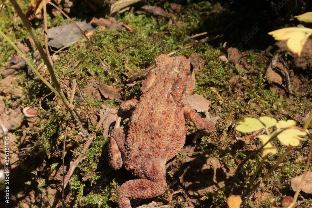 Obraz premium A small brown toad moves on the ground and moss in the spring forest