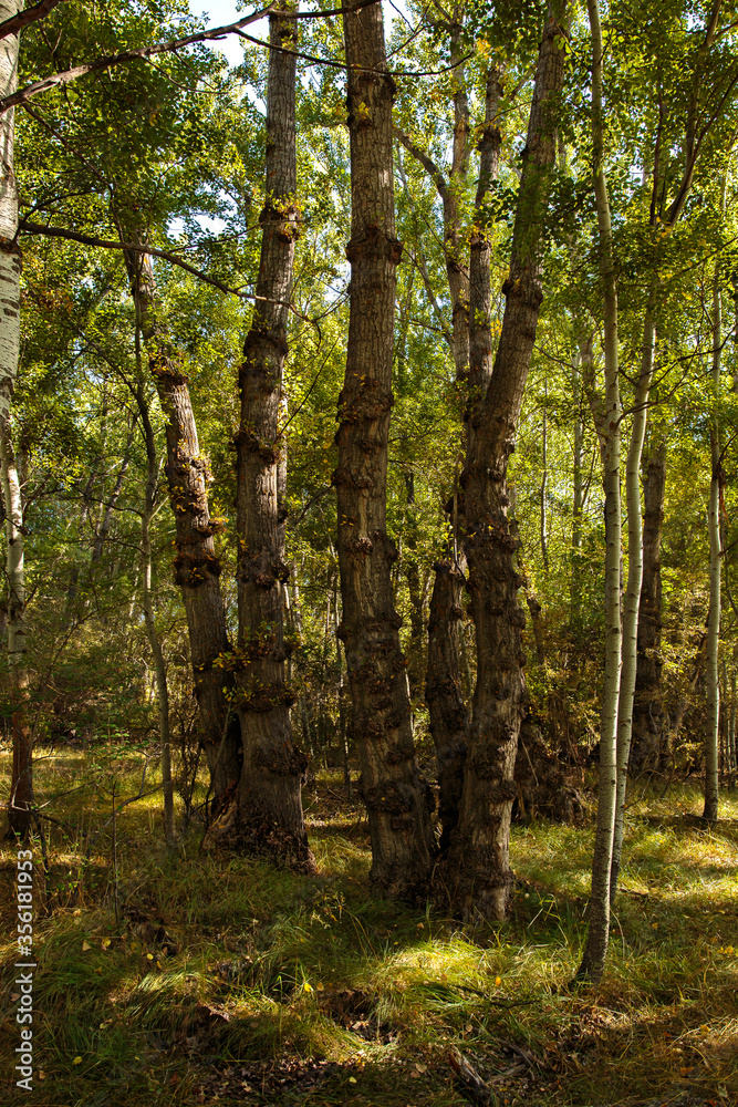 Obraz premium Otoño en Albarracín