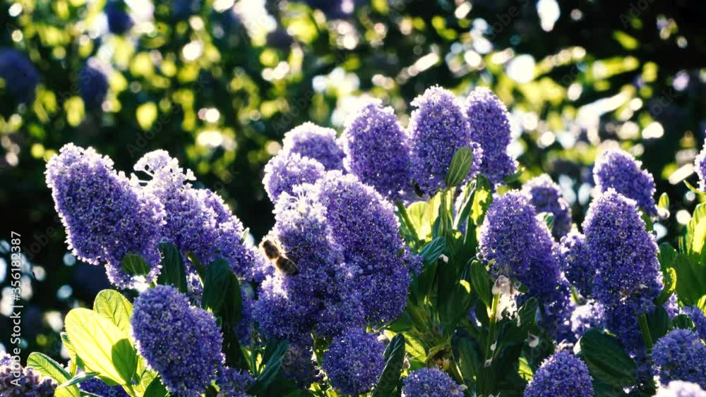 Bumblebees harvest pollen from a blue ceanothus_Graded FUJI ETERNA 250D Fuji 3S10_Sony A73 Bumblebees harvest pollen from a blue ceanothus_Graded FUJI ETERNA 250D Fuji 3S10_Sony A73