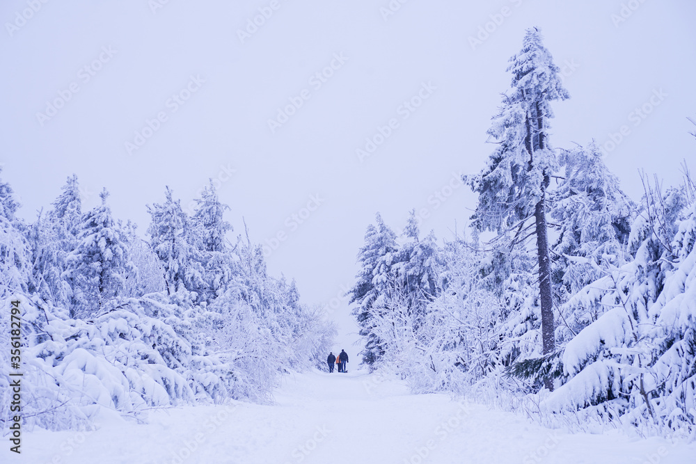 Winter forest in the mountains with hiking people in the snow located in Oberwiesenthal, Germany Winter forest in the mountains with hiking people in the snow located in Oberwiesenthal, Germany