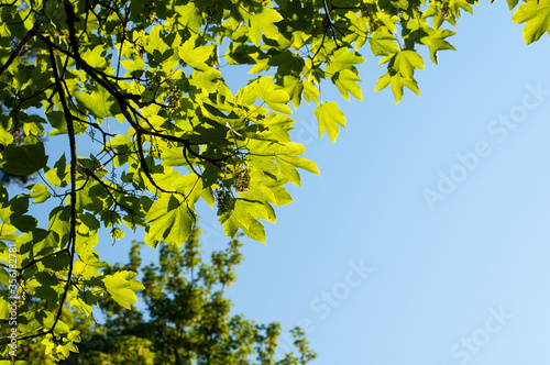 green leaves and hanging flowers of a sycamore maple tree