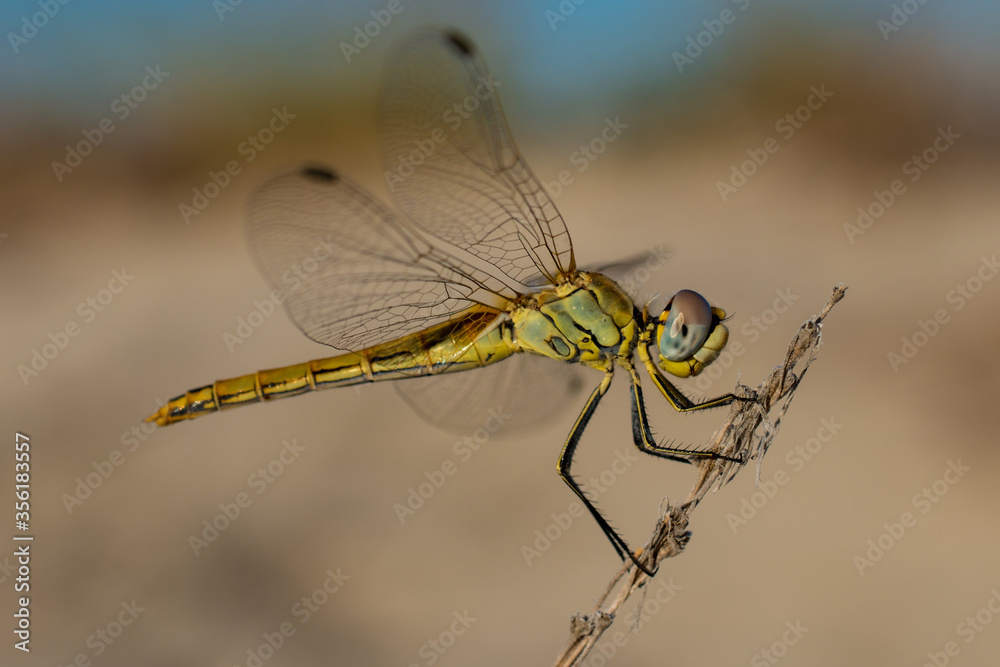 Macro yellow darter dragonfly Macro yellow darter dragonfly