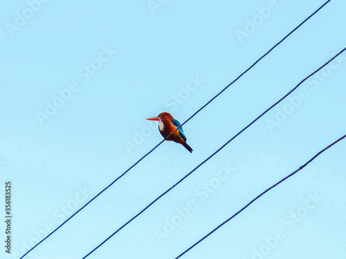 White-throated kingfisher also known as white-breasted kingfisher sitting on an electric line with blue morning sky in the background at Rajiv Gandhi Zoological Park.  photo