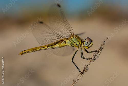 Macro yellow darter dragonfly
