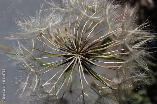 Macro view looking into giant Dandelion. showing indiviual seeds with detail of the spines on each seed.