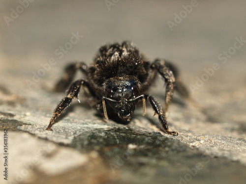 Bumblebee Bombus species resting on a flagstone floor