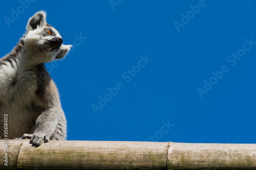 Ring-tailed lemur (Lemur catta) on blue sky background during a summer day. Empty space for text