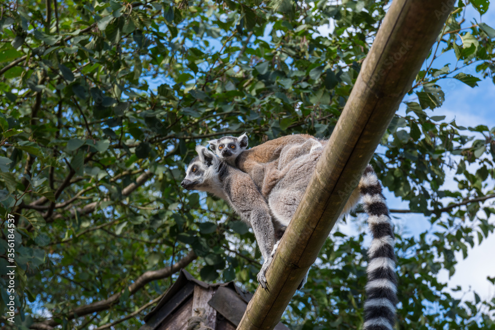 Fototapeta premium Ring-tailed lemur (Lemur catta) during a summer day