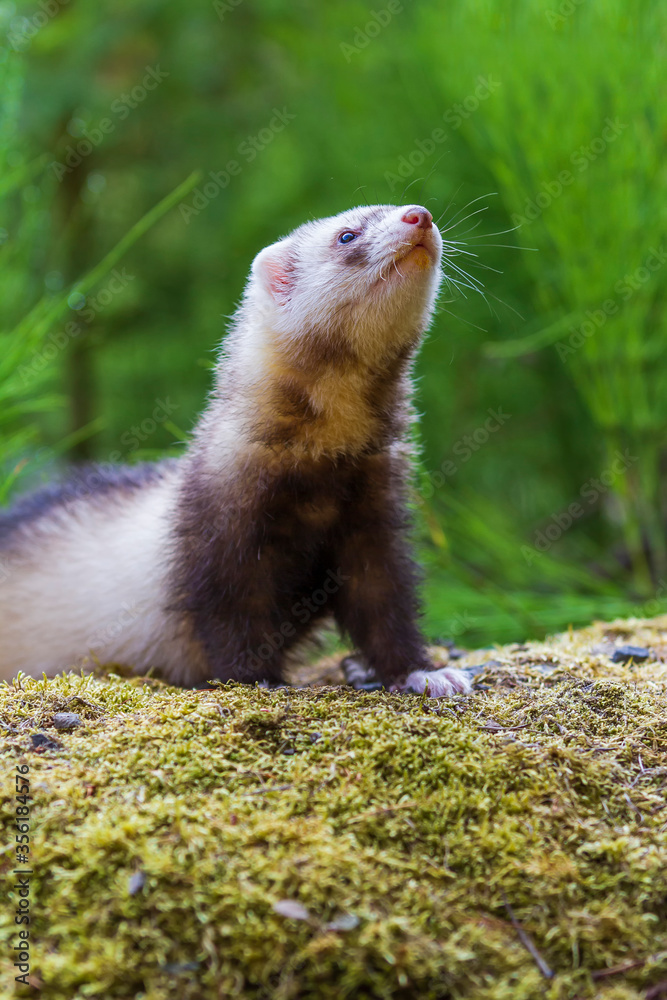 Mustela putorius furo - A ferret in the forest has an open mouth and a protruding tongue. Mustela putorius furo - A ferret in the forest has an open mouth and a protruding tongue.