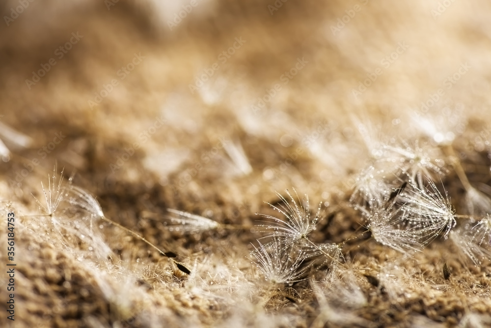 dandelion fluff with drops of water. summer dandelion fluff with drops of water. summer