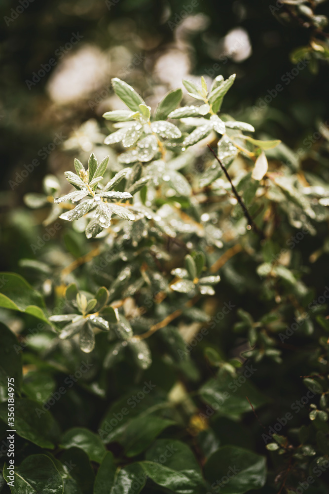 Obraz premium raindrops on leaves