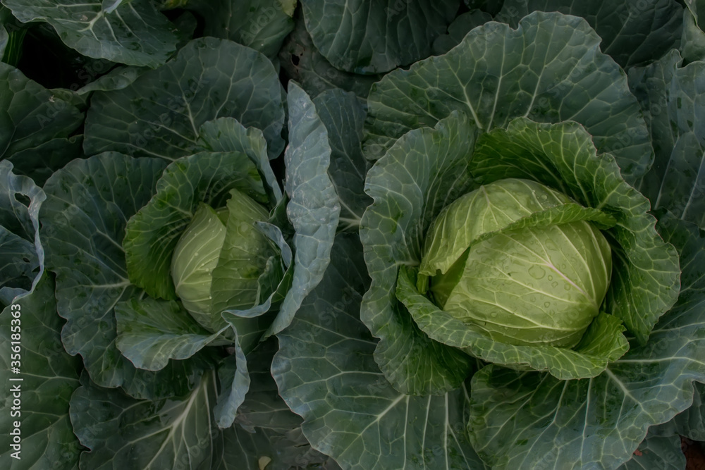 Green cabbage. organic cabbage in garden. Green cabbage. organic cabbage in garden.