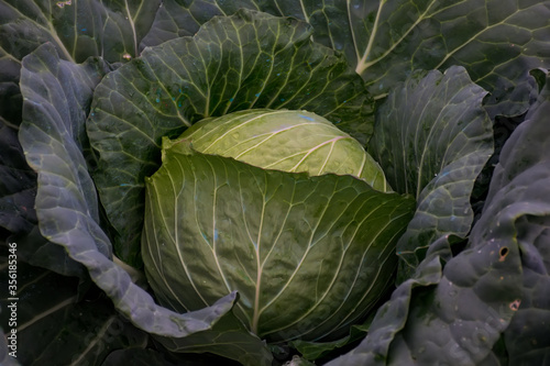 Green cabbage. organic cabbage in garden.