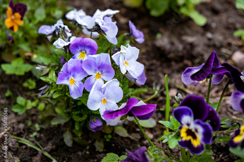 Magnificent velvet blooming blue yellow flowers of viola violets  planted in the ground the garden on a plot of land in the flowerbed. Garden decoration  landscaping  planting plants and seedlings 