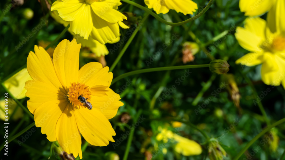 Beautiful yellow chrysanthemum in the garden Beautiful yellow chrysanthemum in the garden