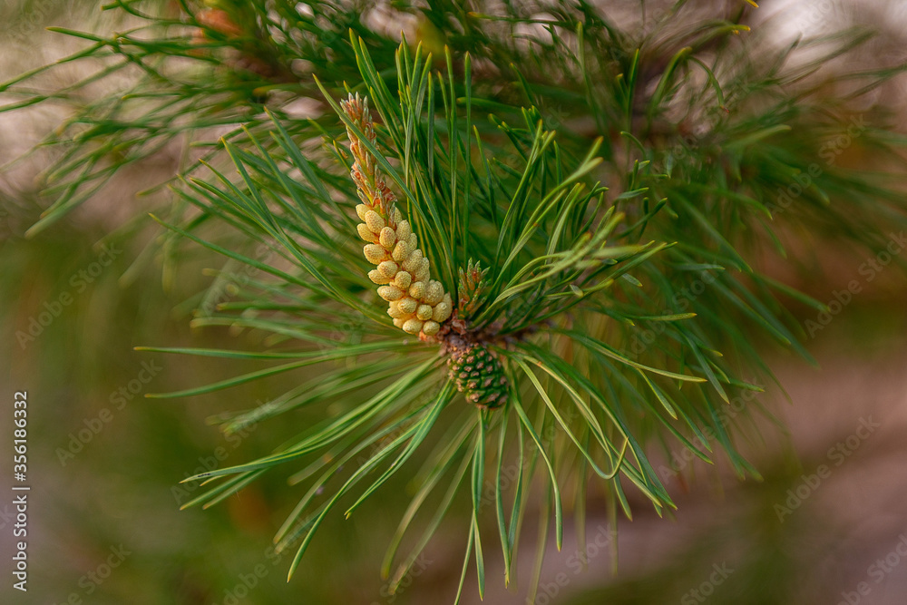 Young pine shoots Young pine shoots