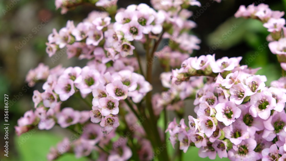flowers flowers