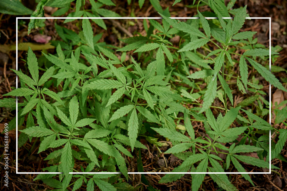 Obraz premium Planta de Marihuana en el campo con tierra y hojarasca con un marco para texto