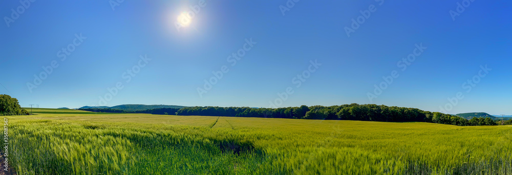 Naklejka premium Young, green grain grows in the field under a blue sky