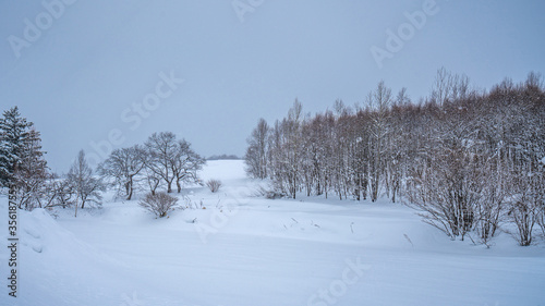 Snow Covered Trees In Winter © Aris Suwanmalee