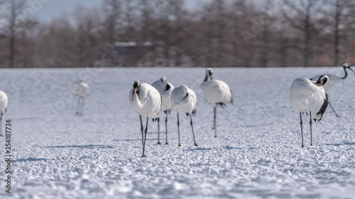 Red-Crowned Crane In Winter Landscape
