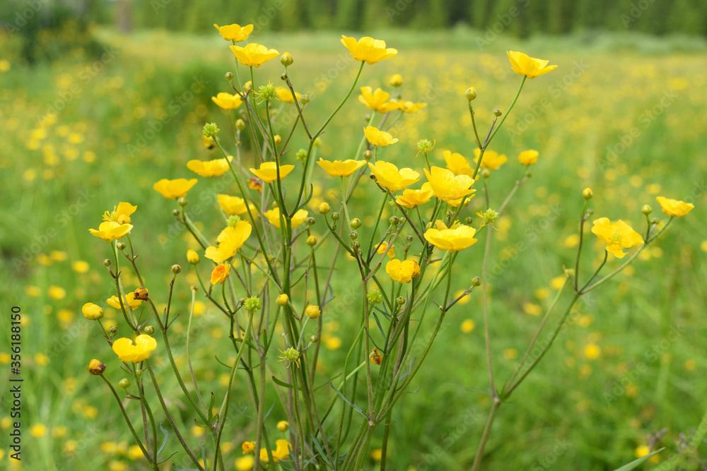 Yellow buttercups in the field closeup