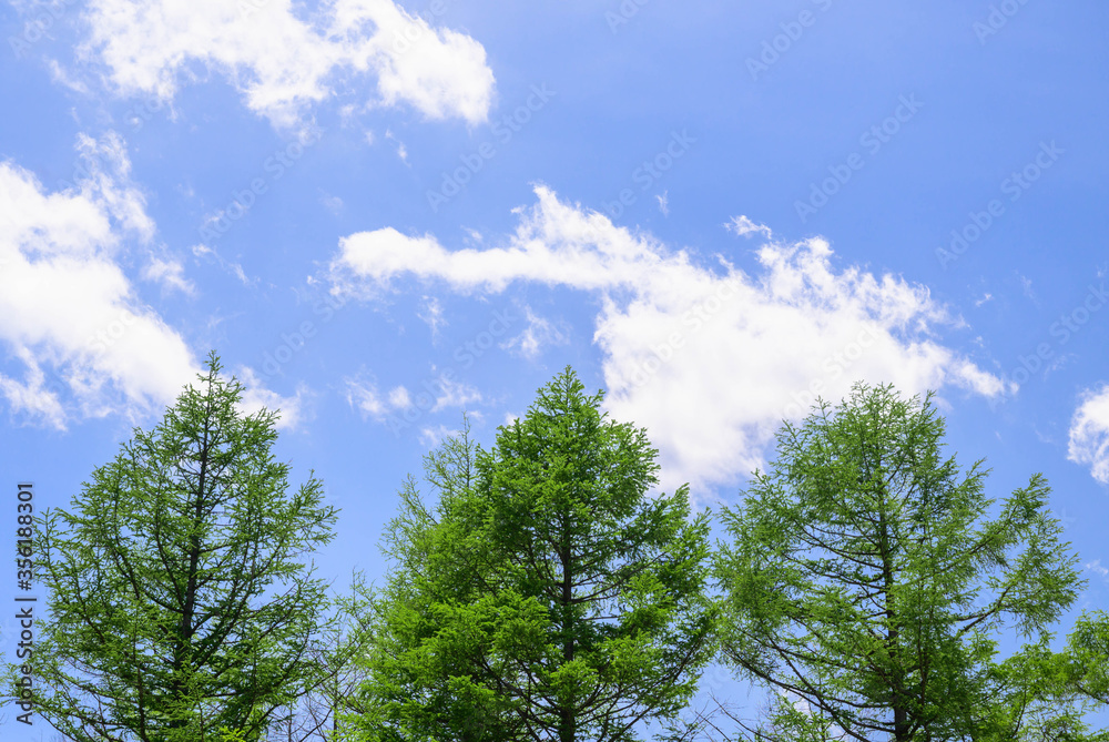 カラマツの木と青空