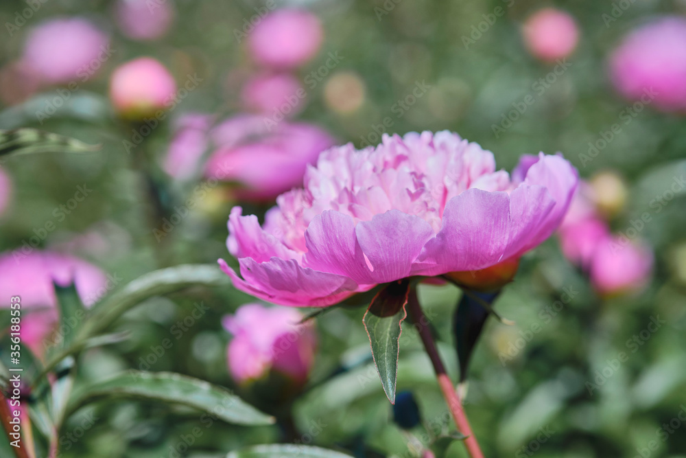 Beautiful
pink
peonies bloomed in the summer in a city park.