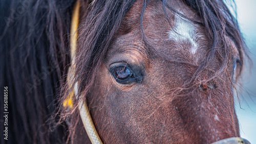 Close Up Of Horse Eye