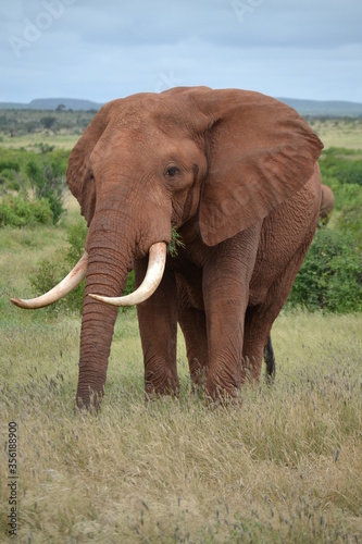 African elephant eating grass in East Tsavo shot during a safari
