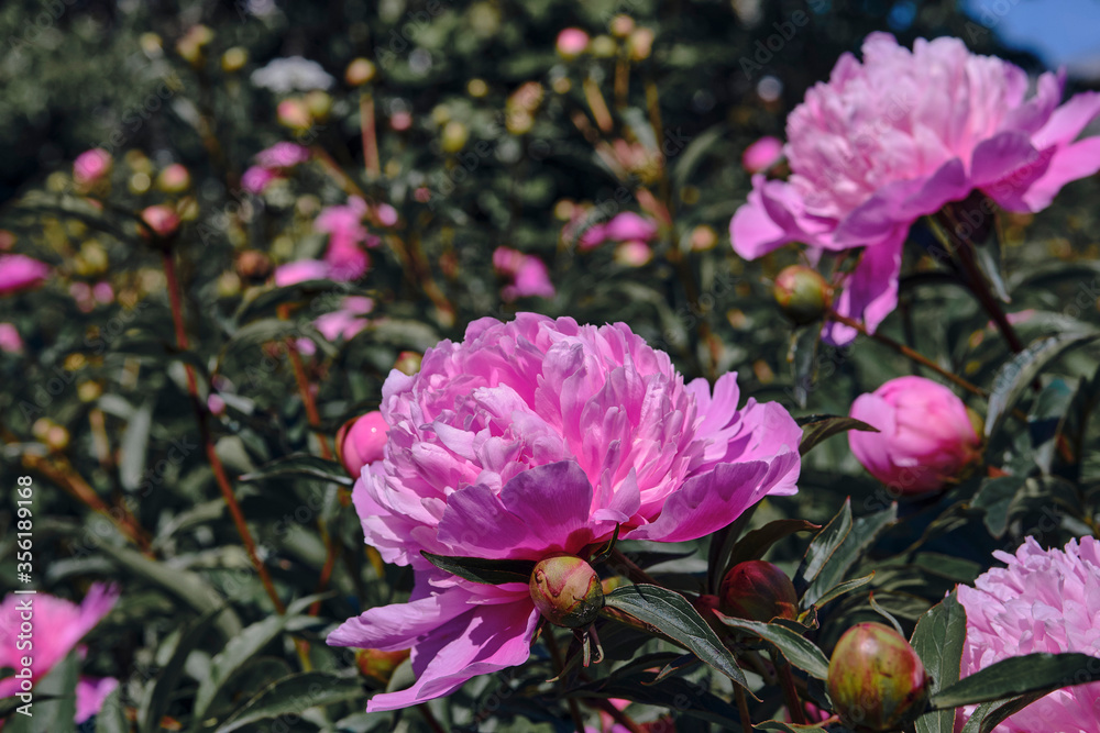 Beautiful
pink
peonies bloomed in the summer in a city park.