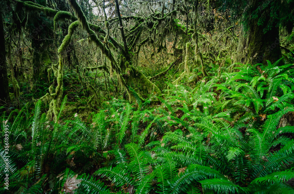 Hoh Rain Forest in Olympic National Park, Washington Hoh Rain Forest in Olympic National Park, Washington