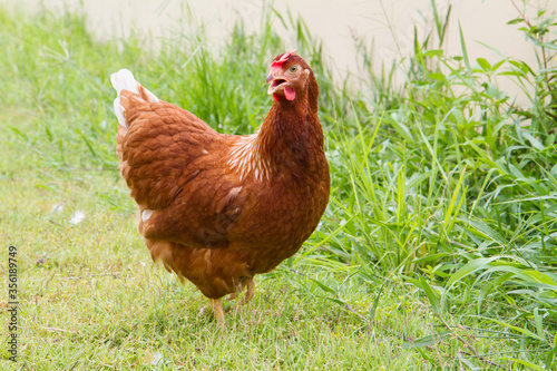 Fotografie Free range chickens on a lawn pecking the ground