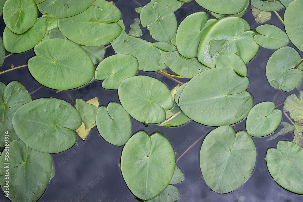 Closeup of waterlily leaves on top view Closeup of waterlily leaves on top view