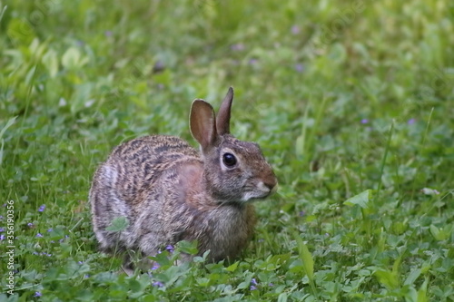 Cottontail Rabbit eating grass on a spring day  © Aaron J Hill