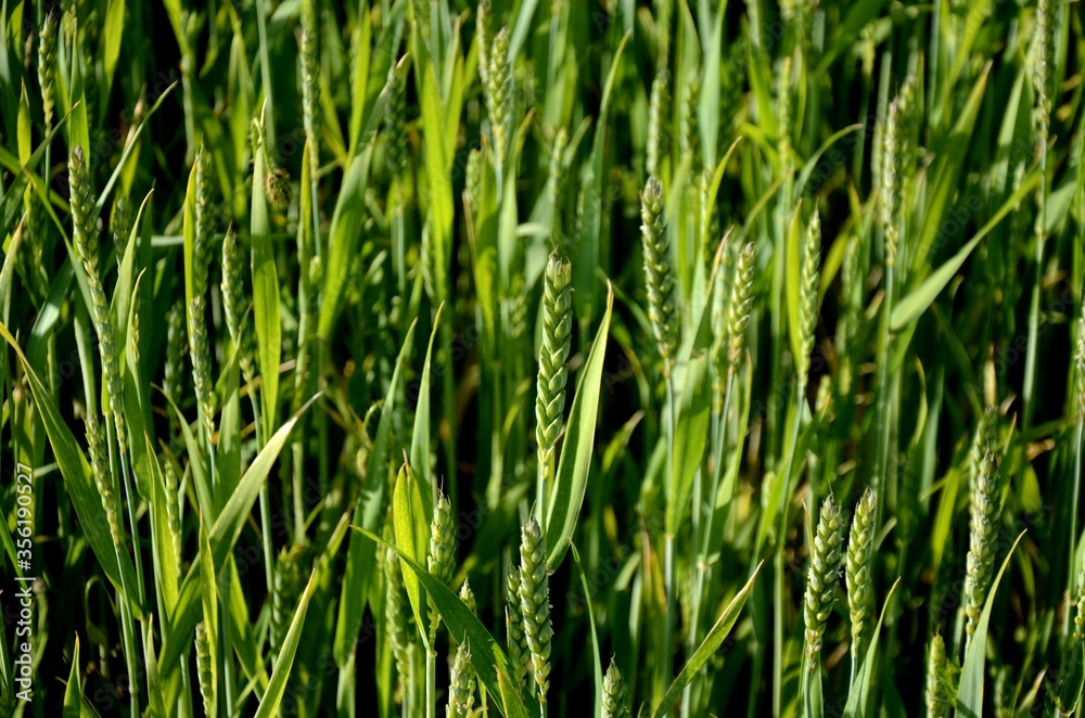 green unripe wheat ears growing in a field on a sunny day green unripe wheat ears growing in a field on a sunny day