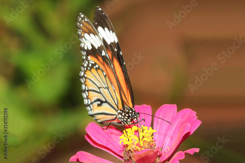 Close up butterfly eat water in flower in nature at park